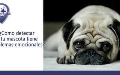 Cómo detectar si tu mascota tiene problemas emocionales