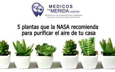 5 plantas que la NASA recomienda para purificar el aire de tu casa