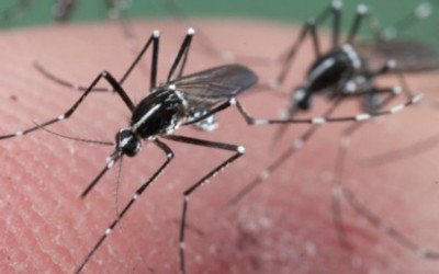 Las claves del virus Zika