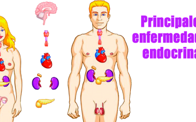 Principales enfermedades endocrinas