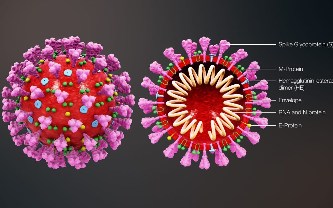 ¿Qué es un coronavirus?